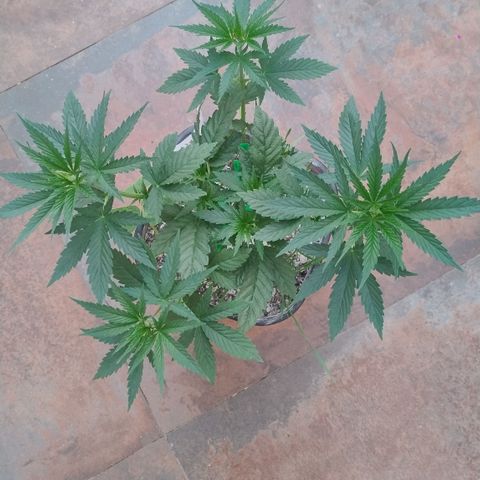 Adjetiva growlog photo: Registro