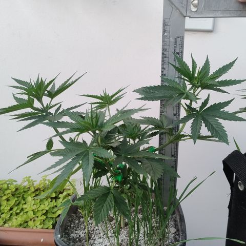 Adjetiva growlog photo: Registro