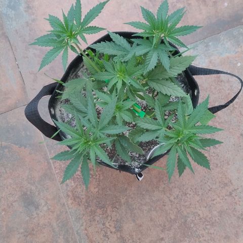 Substantiva 1 growlog photo: Registro