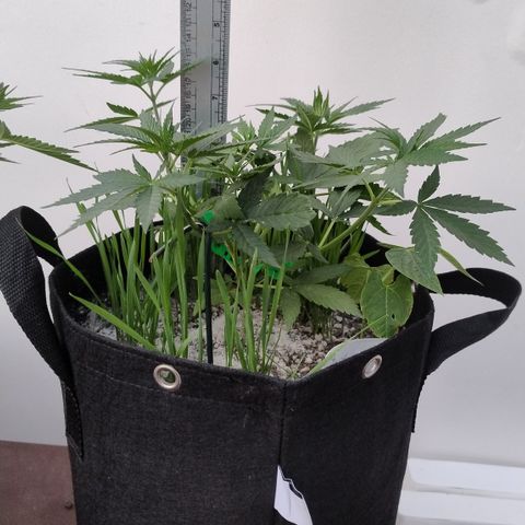 Substantiva 1 growlog photo: Registro