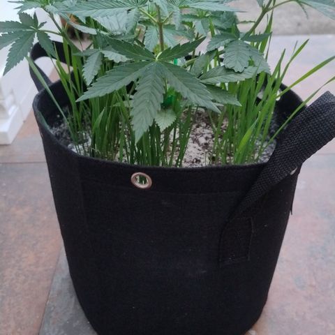 Substantiva 1 growlog photo: Registro