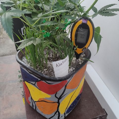 Adjetiva growlog timeline photo