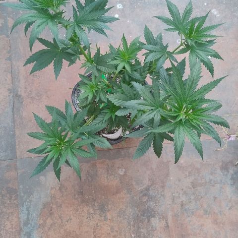 Adjetiva growlog photo: Registro