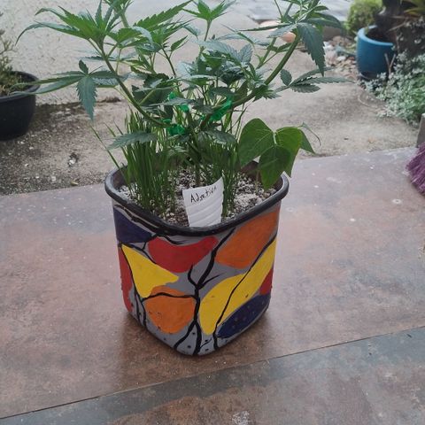 Adjetiva growlog photo: Registro