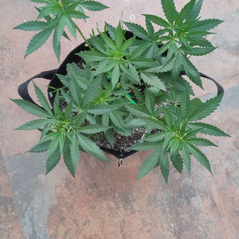 Substantiva 1 growlog photo: Registro