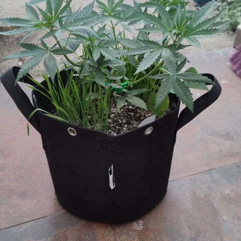 Substantiva 1 growlog photo: Registro