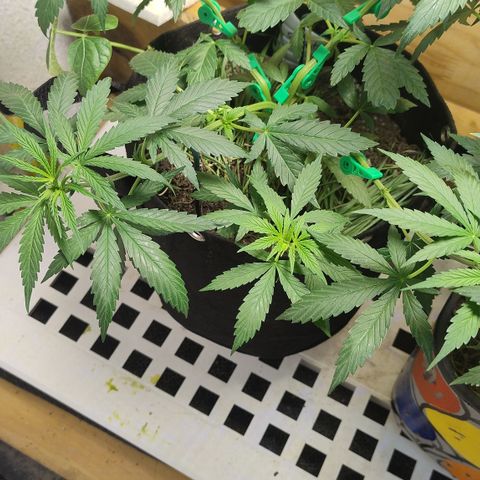 Substantiva 1 growlog photo: Lst