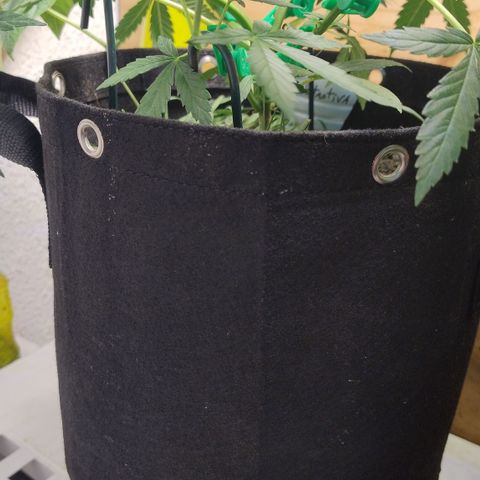Substantiva 1 growlog photo: Lst