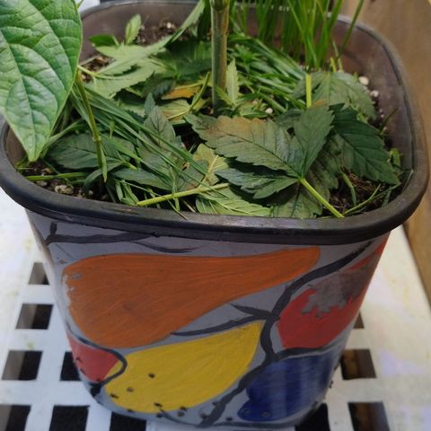 Adjetiva growlog timeline photo