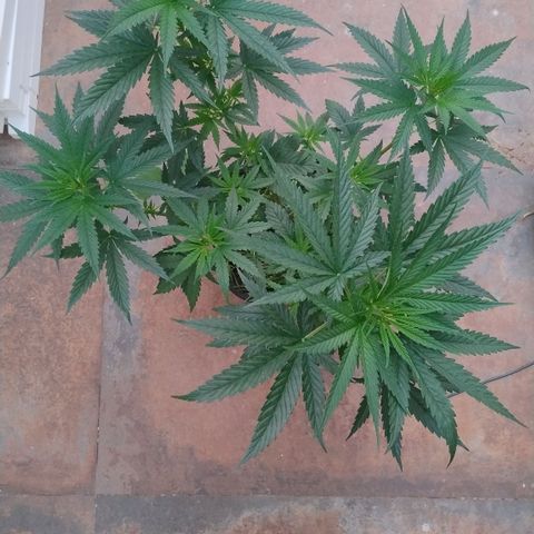 Adjetiva growlog photo: Registro