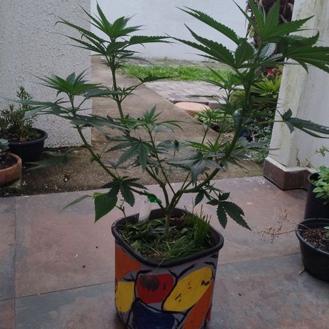 Adjetiva growlog photo: Registro