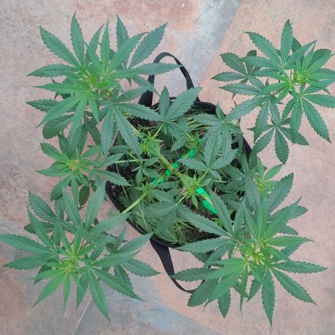Substantiva 1 growlog photo: Registro