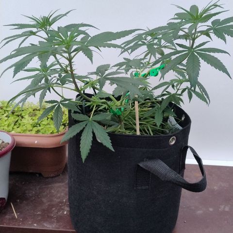 Substantiva 1 growlog photo: Registro