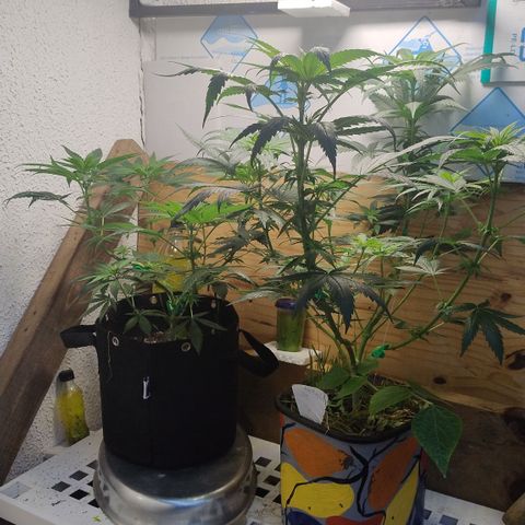 Substantiva 1 growlog timeline photo