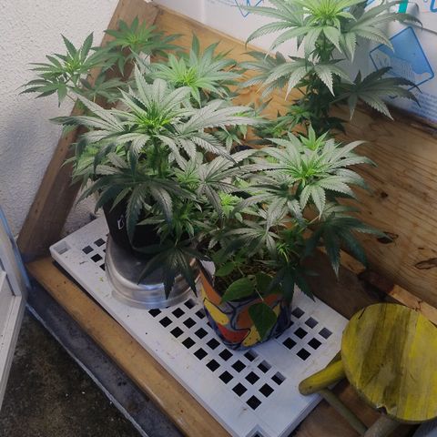 Substantiva 1 growlog timeline photo