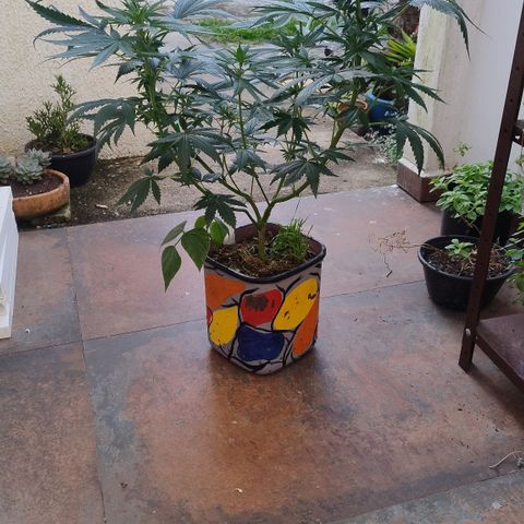 Adjetiva growlog photo: Registro