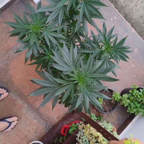 Adjetiva growlog photo: Registro