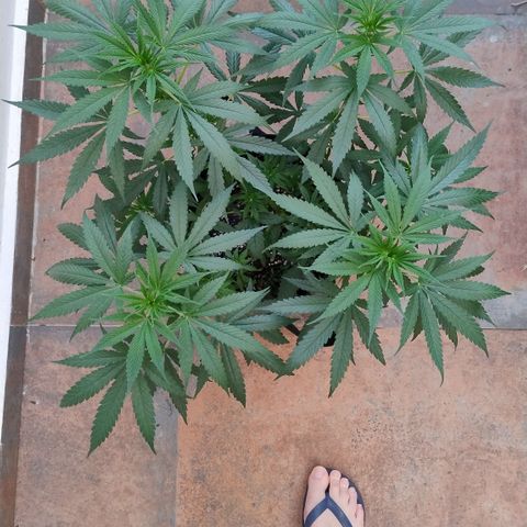 Substantiva 1 growlog photo: Registro