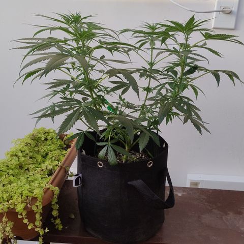 Substantiva 1 growlog photo: Registro