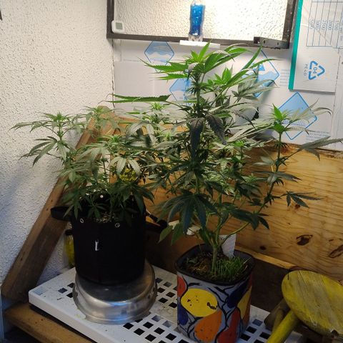 Substantiva 1 growlog timeline photo