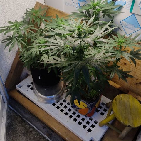Substantiva 1 growlog timeline photo