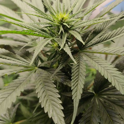 Adjetiva growlog timeline photo