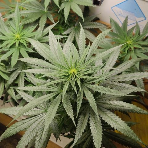 Adjetiva growlog timeline photo