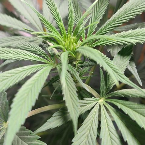 Substantiva 1 growlog timeline photo