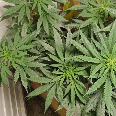 Substantiva 1 growlog timeline photo