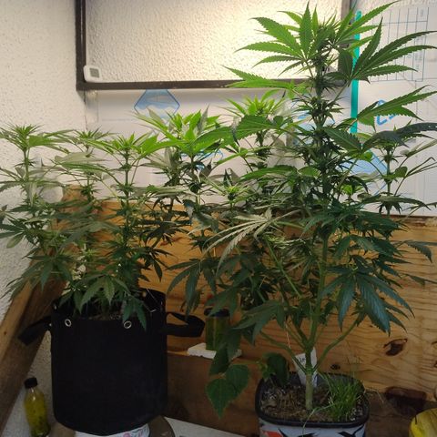 Substantiva 1 growlog timeline photo
