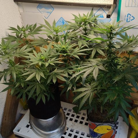 Substantiva 1 growlog timeline photo