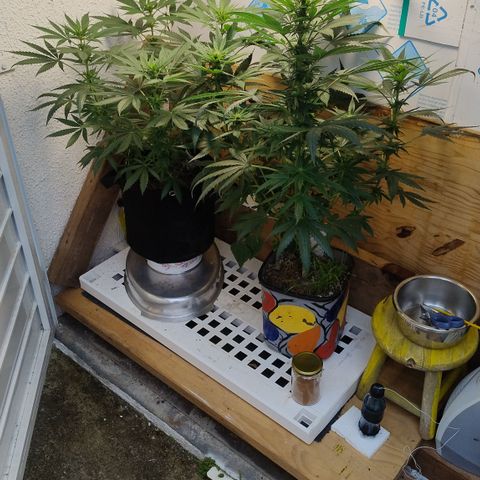 Substantiva 1 growlog timeline photo
