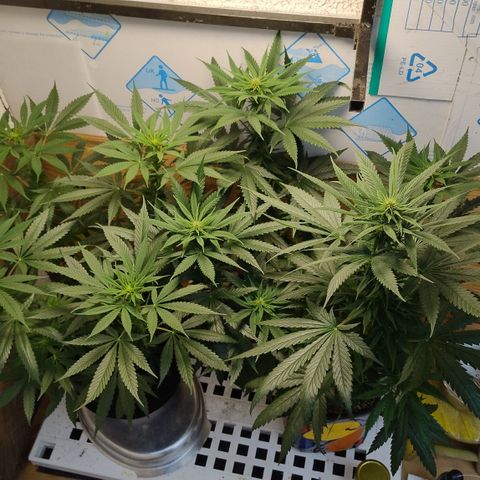 Substantiva 1 growlog timeline photo