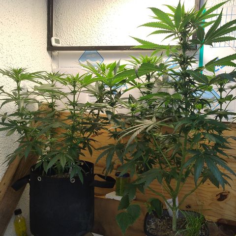 Substantiva 1 growlog timeline photo