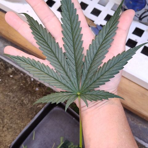 Adjetiva growlog timeline photo