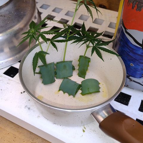 Adjetiva growlog photo: Clones dela