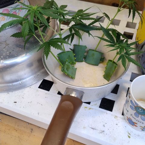 Adjetiva growlog photo: Clones dela