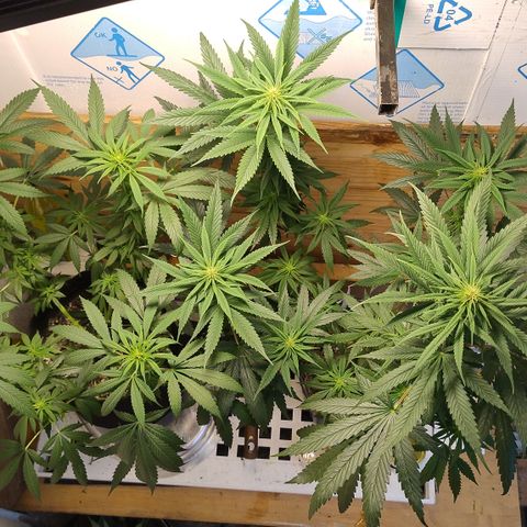Substantiva 1 growlog photo: Após poda
