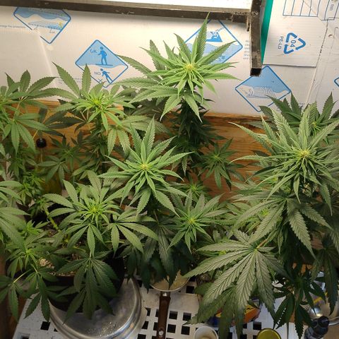 Substantiva 1 growlog photo: Após poda