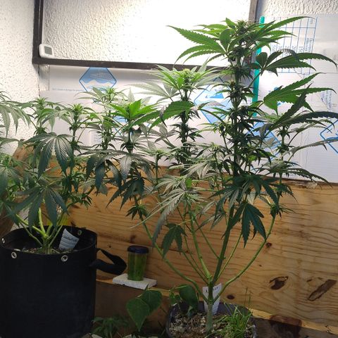 Substantiva 1 growlog photo: Após poda