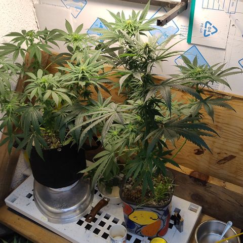 Substantiva 1 growlog photo: Após poda