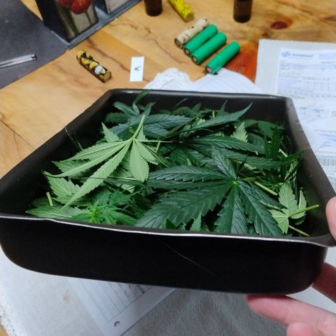 Substantiva 1 growlog photo: Desfoliacao 
