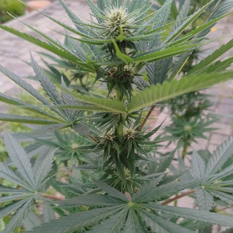 Adjetiva growlog photo: Registro