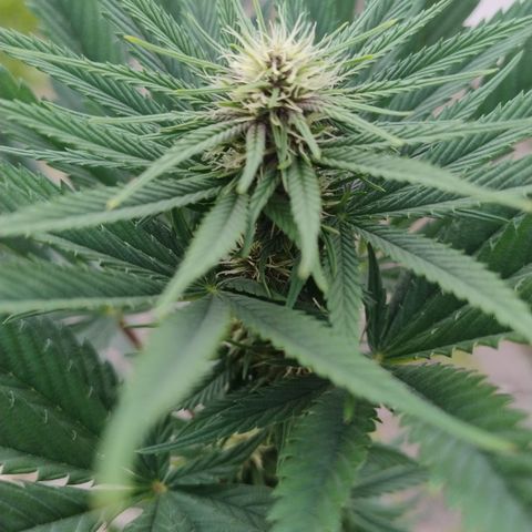 Adjetiva growlog photo: Registro