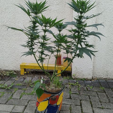 Adjetiva growlog photo: Registro