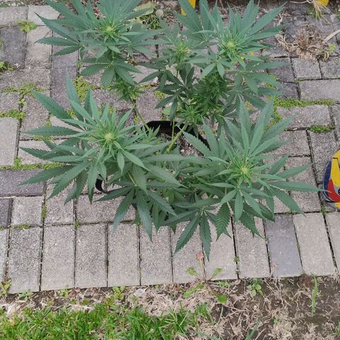 Substantiva 1 growlog photo: Registro