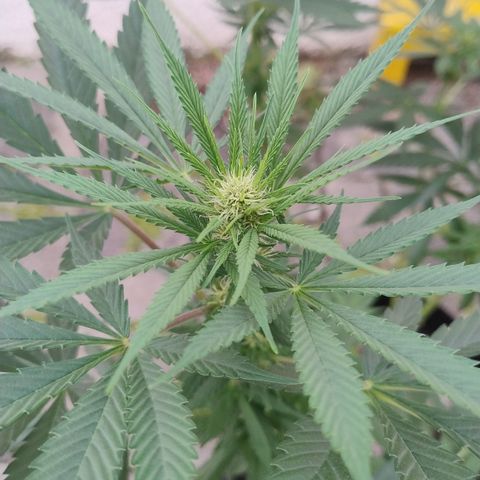Substantiva 1 growlog photo: Registro