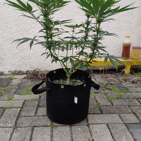 Substantiva 1 growlog photo: Registro