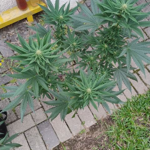 Adjetiva growlog timeline photo