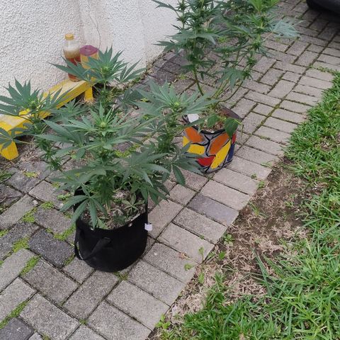Substantiva 1 growlog photo: Registro
